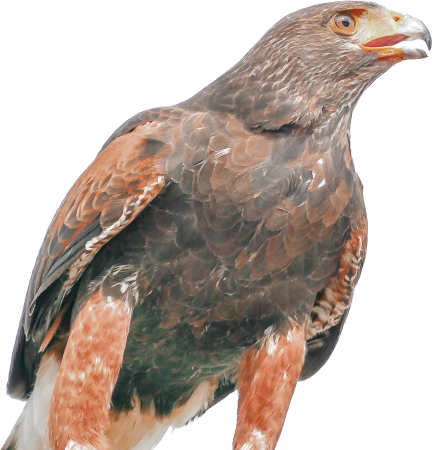 Eagle
