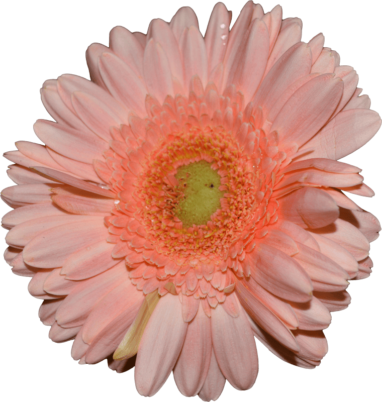 Gerbera