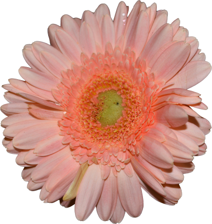 Gerbera