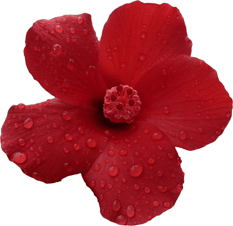 Hibiscus