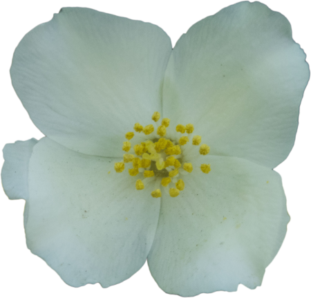 Jasmine