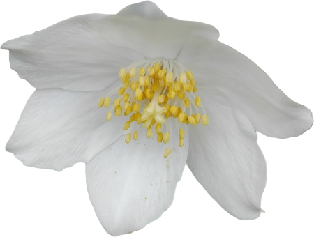 Jasmine