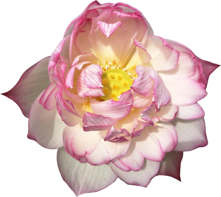 Lotus