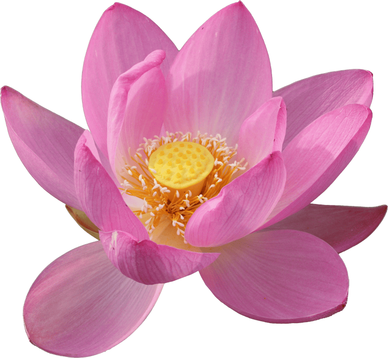 Lotus flower