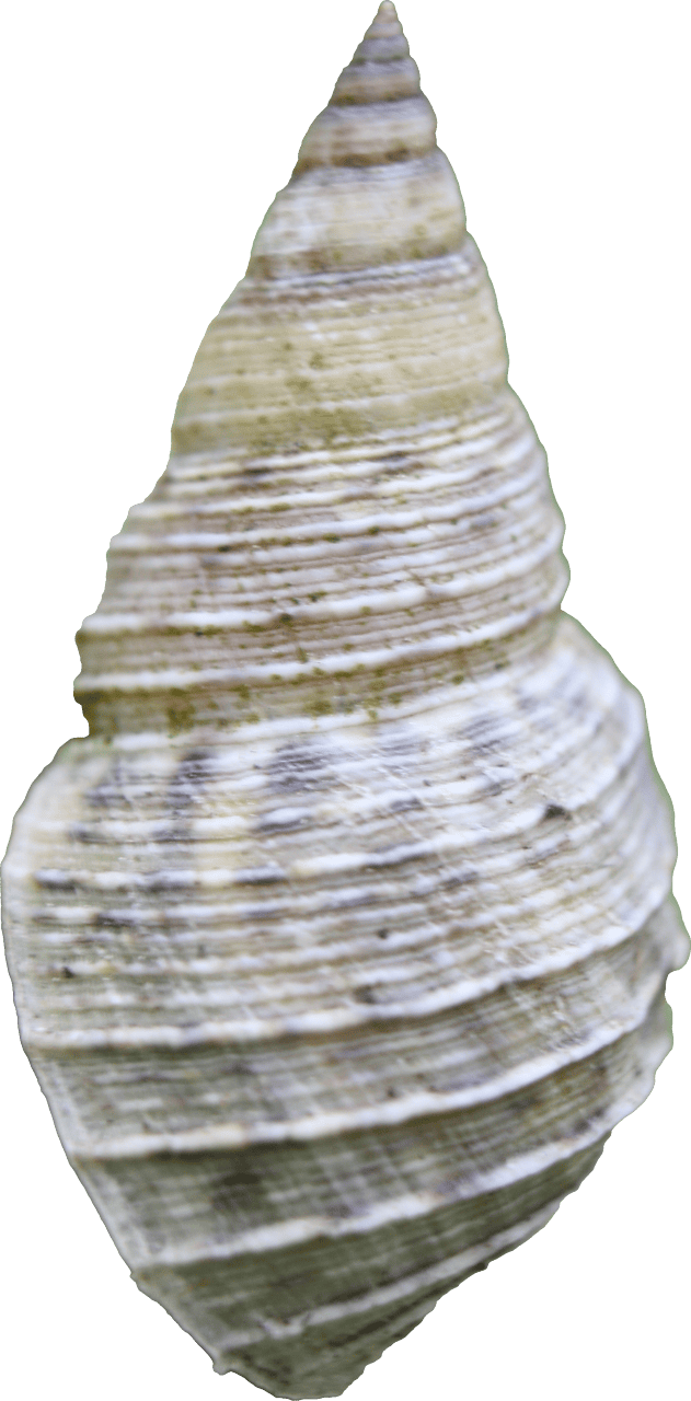 Mollusc
