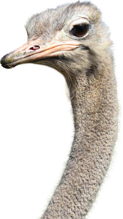 Ostrich