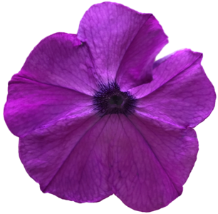 Pansy