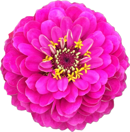 Pink zinnia flowers