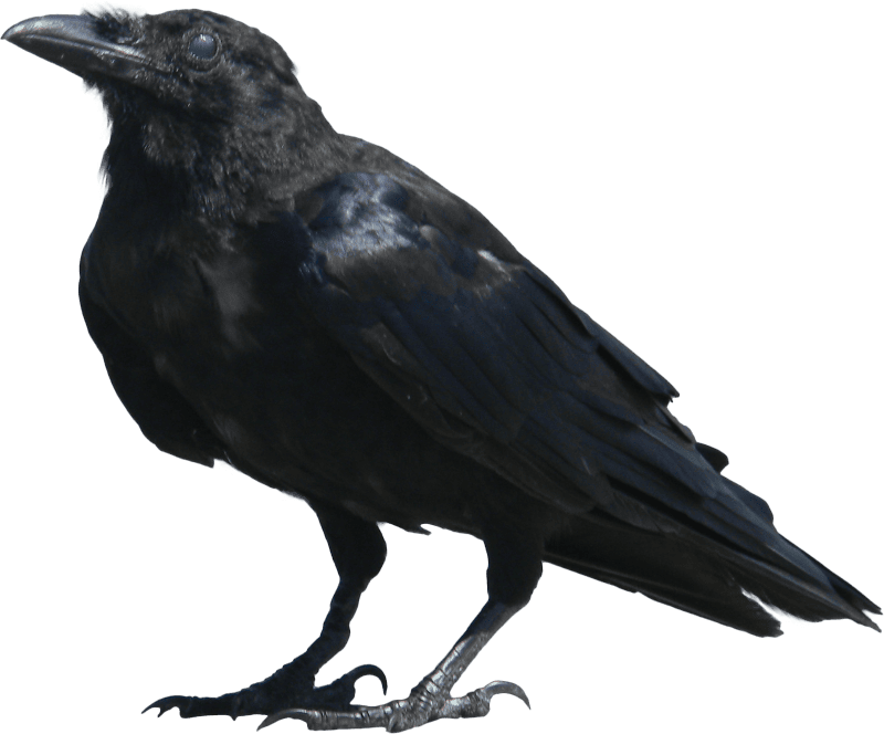 Raven