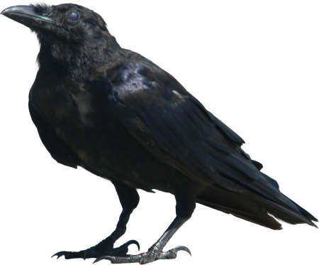 Raven