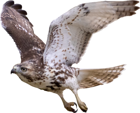 Red tailed hawk