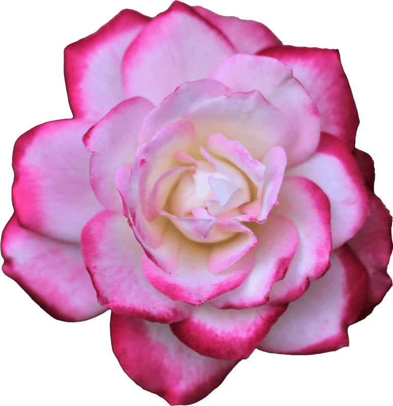 Rose double delight