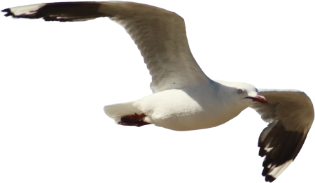 Seagull