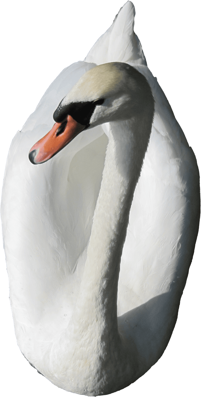Swan