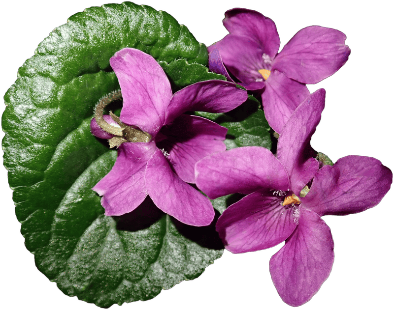Violets