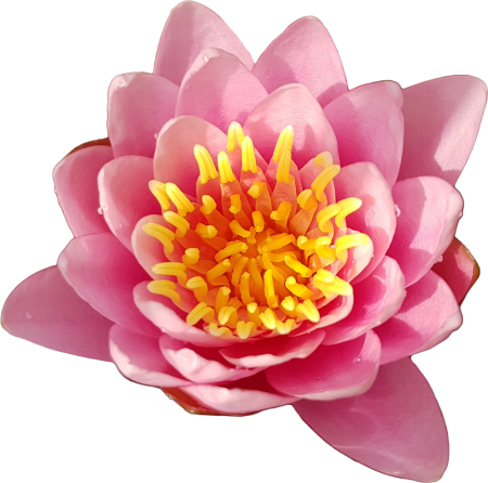 Water lily