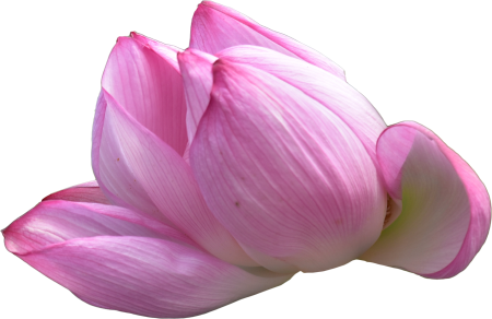 Water lily