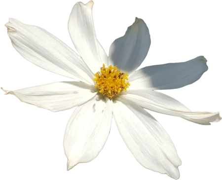 White flower