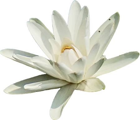 White lilly