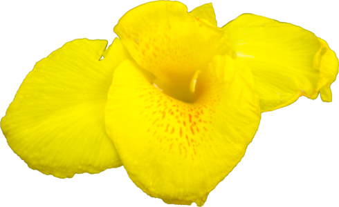 Yellow flowers