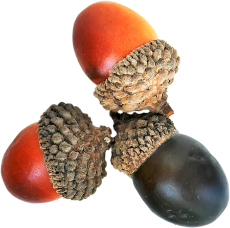 Acorns