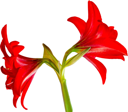 Amaryllis