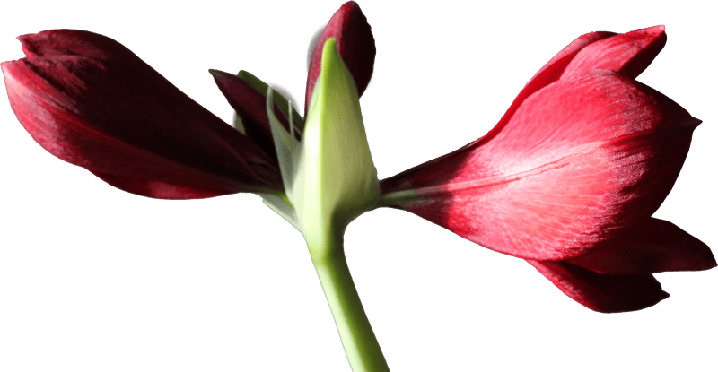 Amaryllis