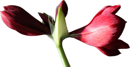 Amaryllis