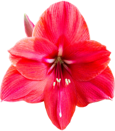 Amaryllis