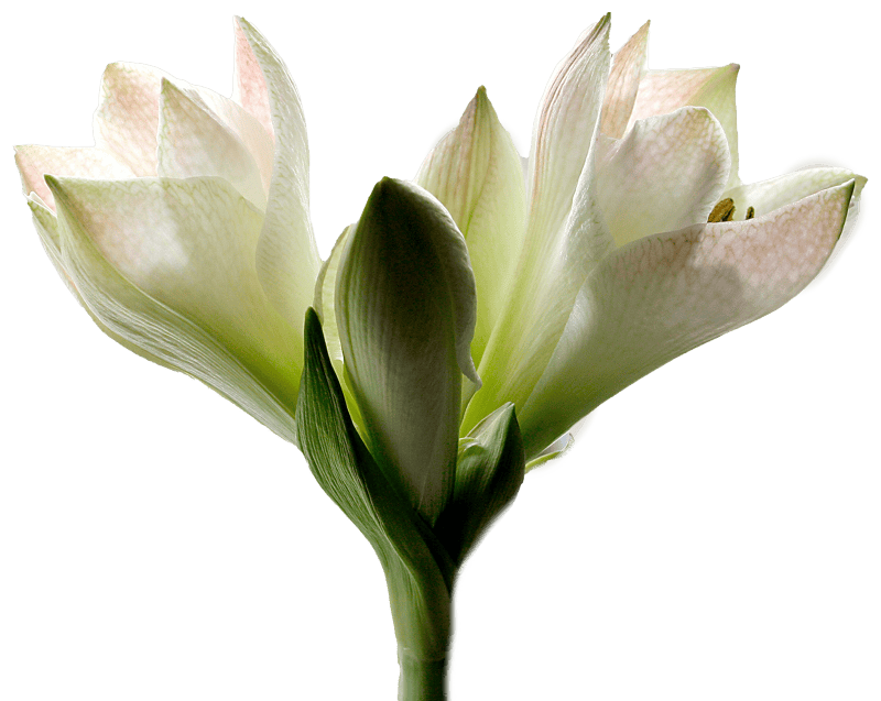 Amaryllis