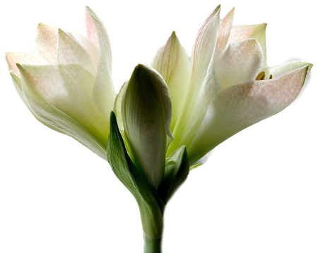 Amaryllis