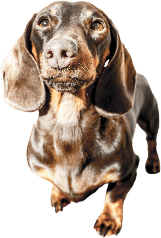 Dachshund dog
