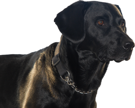 Springador dog