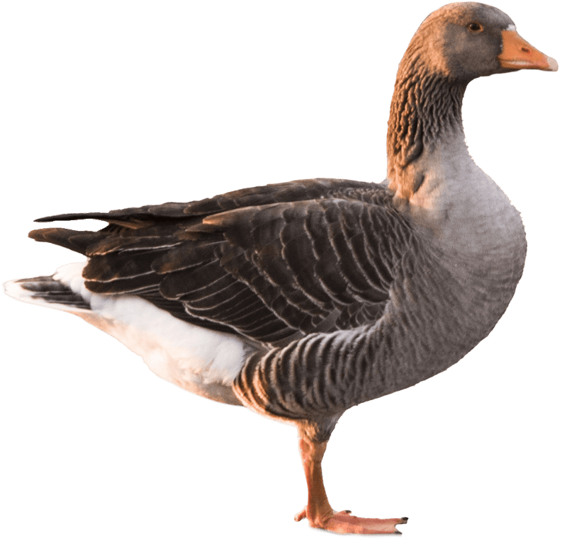 White-fronted goose