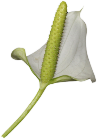 Anthurium