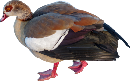 Bird
