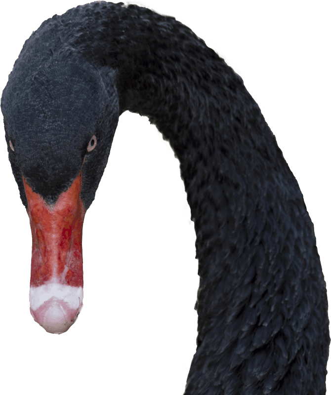Black swan