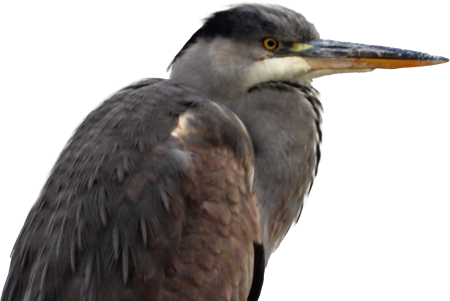 Blue heron