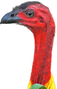 Bush turkey