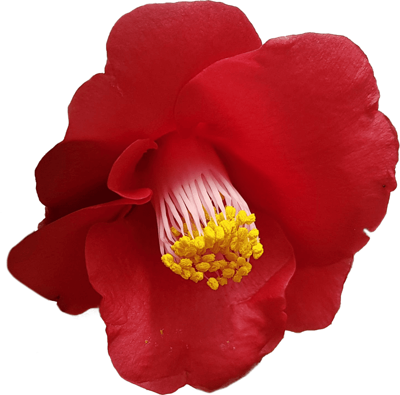 Camellia