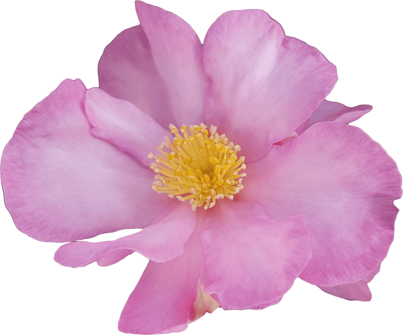 Camellia