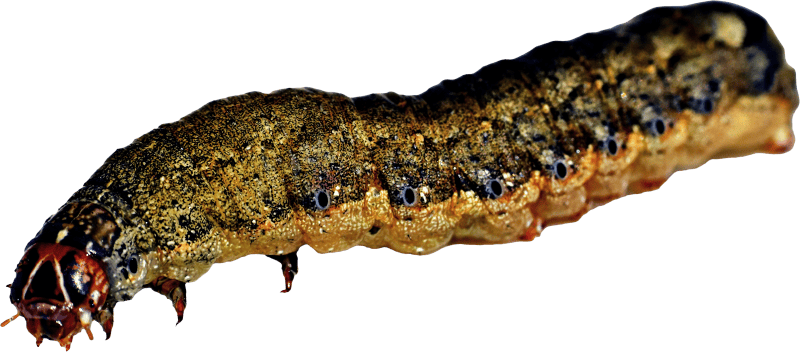Caterpillar