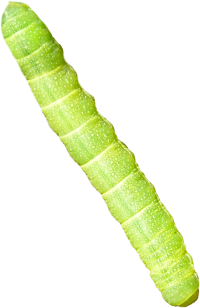Caterpillar