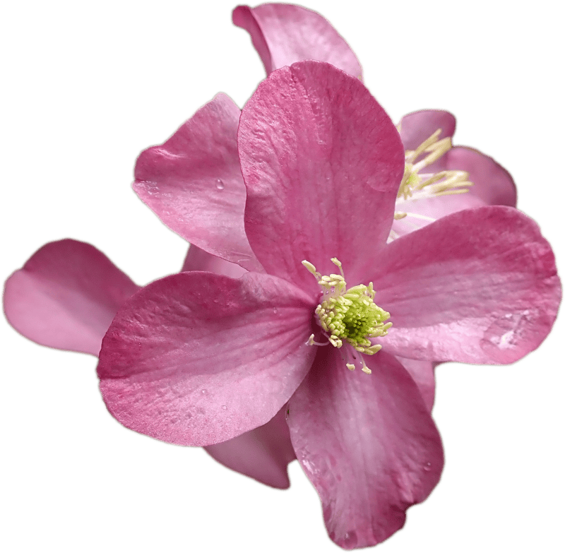 Clematis