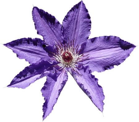 Clematis