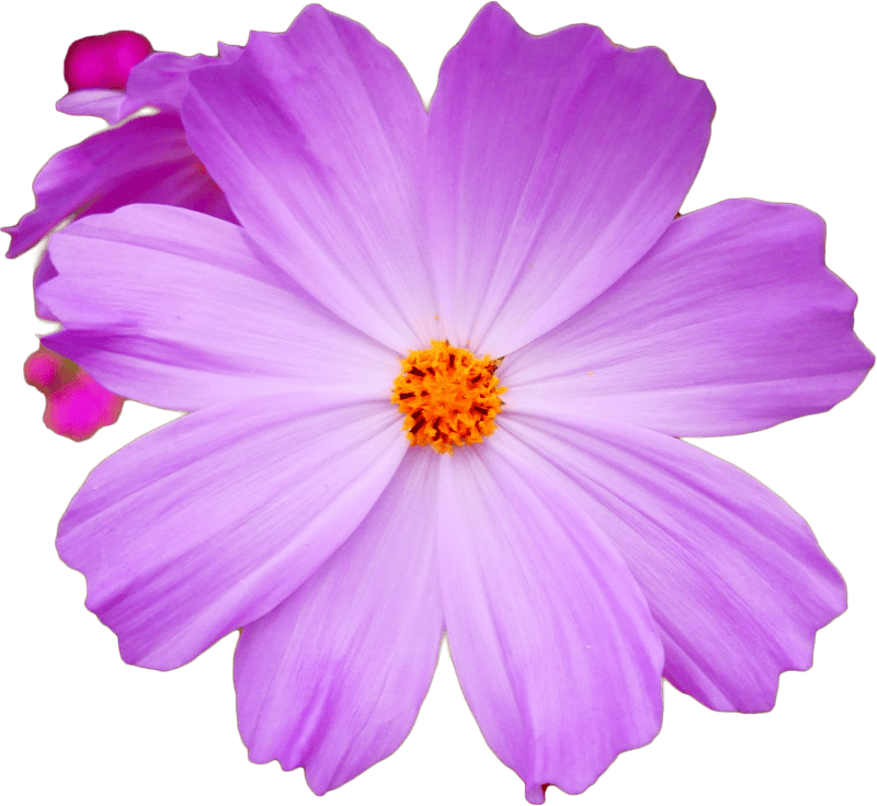 Cosmos flower