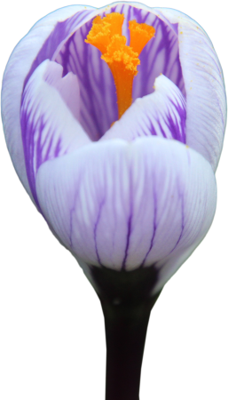 Crocus