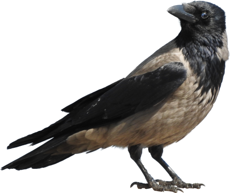 Crow