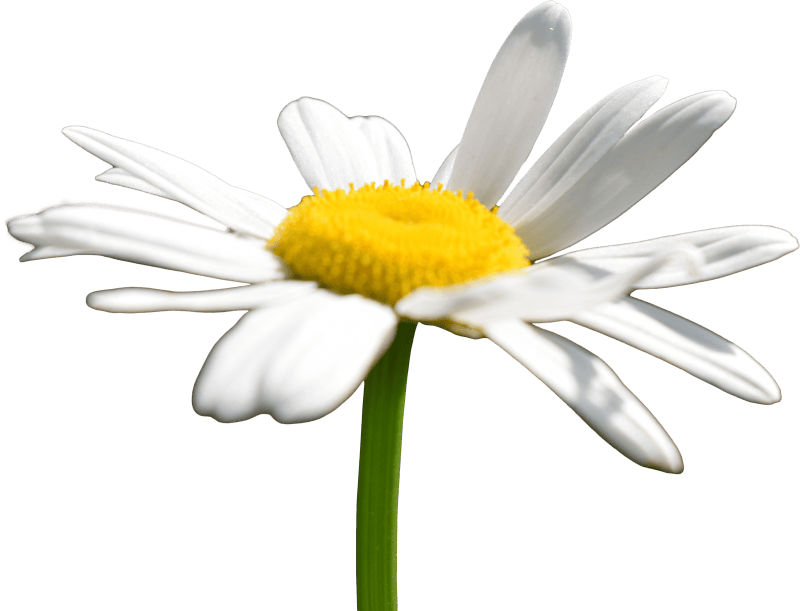 Daisy