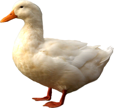 Ducks
